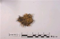 藏品(黃砂苔)的圖片